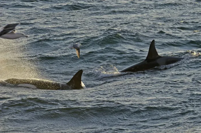 Framed Print : Two Killer whales (Orcinus orca) with a solitary Fulmar (Fulmarus glacialis) seen Framed Print : Two Killer whales (Orcinus orca) with a solitary Fulmar (Fulmarus glacialis) seen