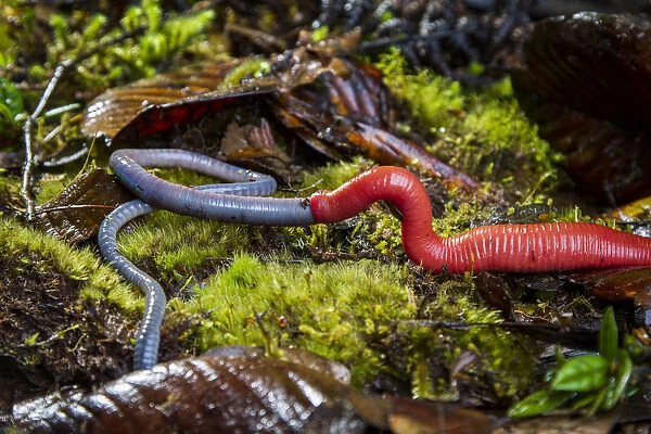 Kinabalu giant red leech (Mimobdella buettikoferi) feeding on Kinabalu giant earthworm