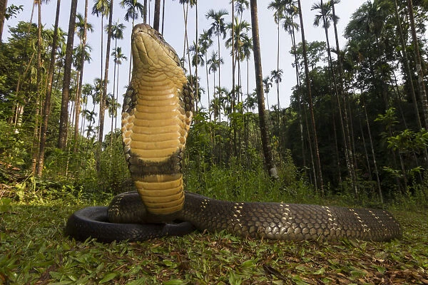 King cobra (Ophiophagus hannah), low wide angle perspective Agumbe, Karnataka, Western Ghats