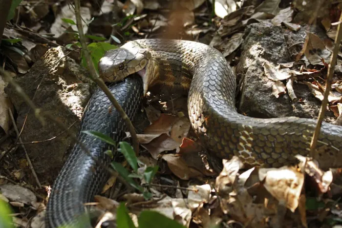 Framed Print : King cobra (Ophiophagus hannah) cannibalism, male swallowing female on forest floor Framed Print : King cobra (Ophiophagus hannah) cannibalism, male swallowing female on forest floor