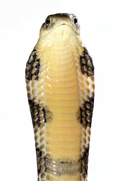 King cobra (Ophiophagus hannah) juvenile in threat pose on white background, captive
