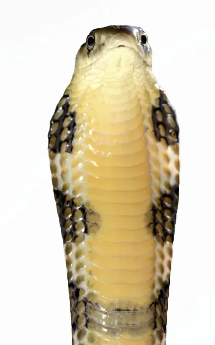 Framed Print : King cobra (Ophiophagus hannah) juvenile in threat pose on white background, captive Framed Print : King cobra (Ophiophagus hannah) juvenile in threat pose on white background, captive