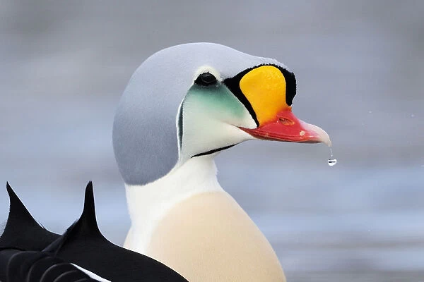 King eider duck (Somateria spectabilis) male, Batsfjord village harbour, Varanger Peninsula, Norway