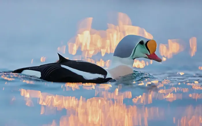 Framed Print : King eider (Somateria spectabilis) male, on water, portrait, Batsfjord, Norway. February
