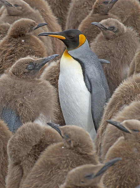 King Penguin (Aptenodytes patagonicus) adult standing amongst colony of chicks, Gold Harbor