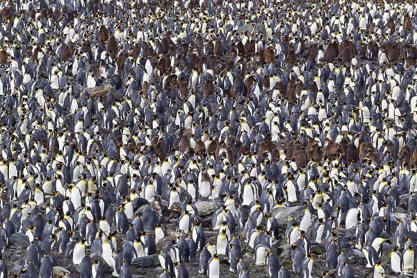King penguin (Aptenodytes patagonicus) breeding colony including adults and chicks