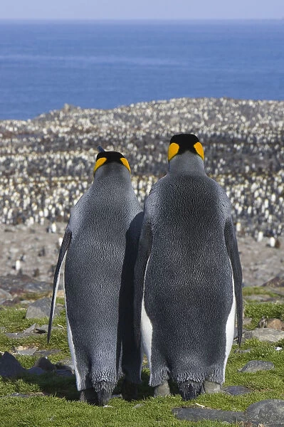 King Penguin (Aptenodytes patagonicus) male and female rear view looking out over colony