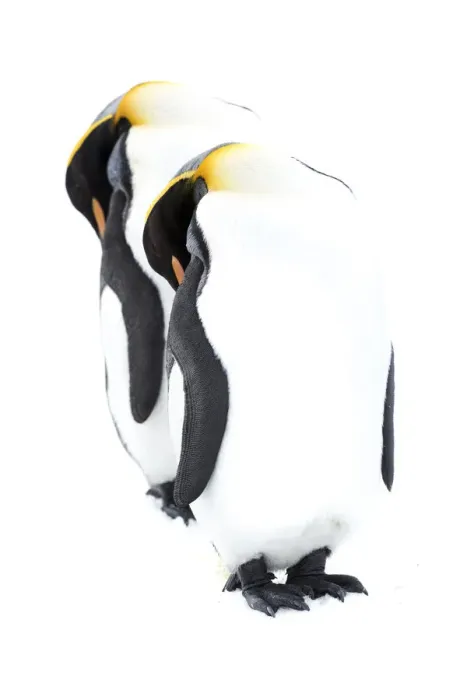 Framed Print : King penguin (Aptenodytes patagonicus), two sleeping on snow. Grytviken, South Georgia Framed Print : King penguin (Aptenodytes patagonicus), two sleeping on snow. Grytviken, South Georgia