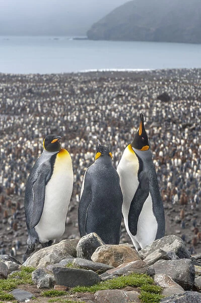 King Penguin (Aptenodytes patagonicus) colony at Salisbury Plain, South Georgia