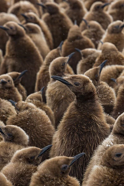 King penguin (Aptenodytes patagonicus) chicks in creche in breeding colony