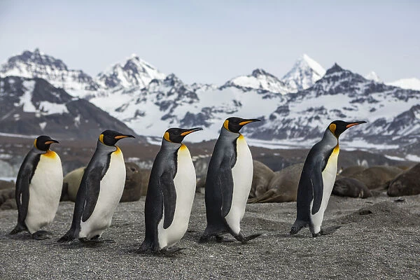 King penguin (Aptenodytes patagonicus) group walking past Southern elephant seal