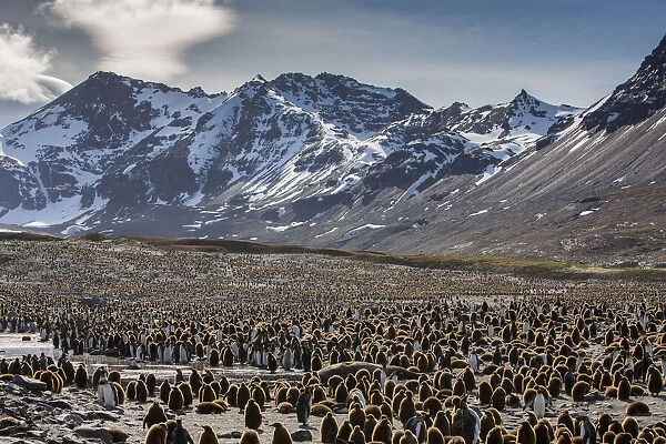 King penguin (Aptenodytes patagonicus) creche within breeding colony