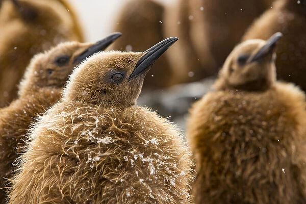 King penguin (Aptenodytes patagonicus) chicks in creche within breeding colony