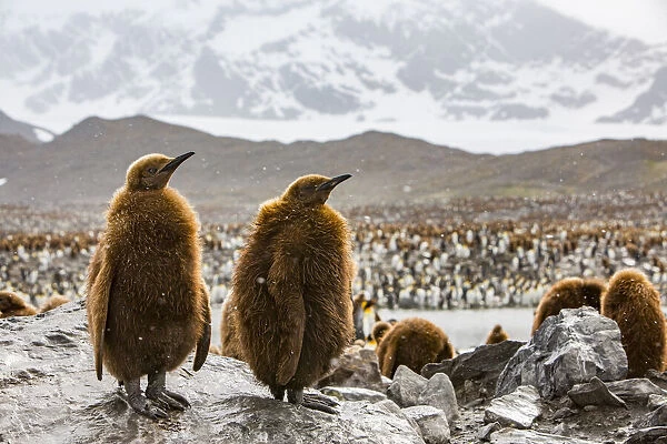 King penguin (Aptenodytes patagonicus), two chicks standing on rock within breeding