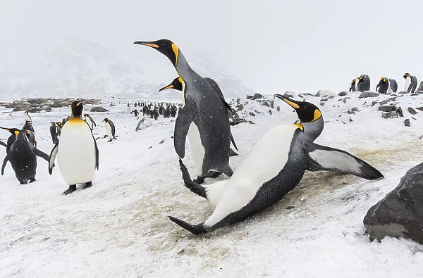 King penguin (Aptenodytes patagonicus) slipping and sliding on an icy slope
