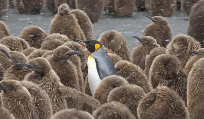 Framed Print : King Penguin (Aptenodytes patagonicus) adult surrounded by huddled chicks, riding Framed Print : King Penguin (Aptenodytes patagonicus) adult surrounded by huddled chicks, riding