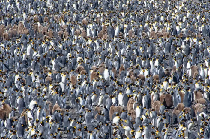Framed Print : King penguin (Aptenodytes patagonicus) breeding colony, Salisbury Plain, South Georgia Framed Print : King penguin (Aptenodytes patagonicus) breeding colony, Salisbury Plain, South Georgia