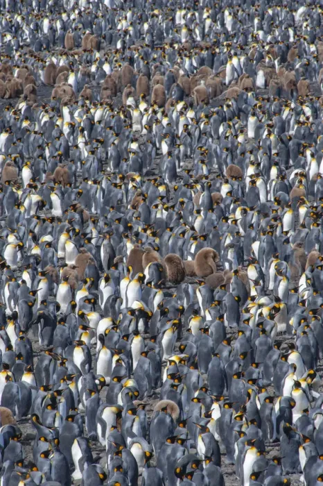 Framed Print : King penguin (Aptenodytes patagonicus) breeding colony, Salisbury Plain, South Georgia Framed Print : King penguin (Aptenodytes patagonicus) breeding colony, Salisbury Plain, South Georgia