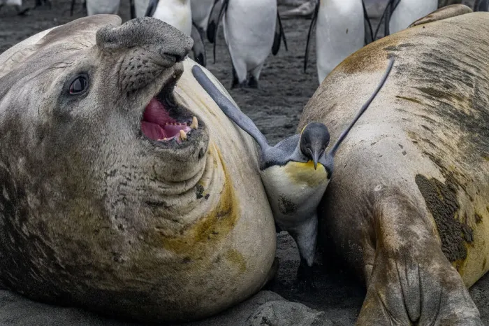 Framed Print : King penguin (Aptenodytes patagonicus) caught between two huge Southern elephant seals (Mirounga leonina) Gold Harbour, South Georgia Island Framed Print : King penguin (Aptenodytes patagonicus) caught between two huge Southern elephant seals (Mirounga leonina) Gold Harbour, South Georgia Island