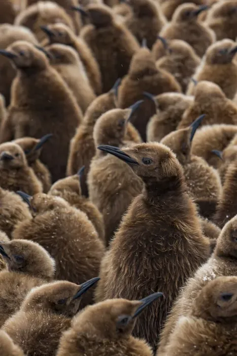 Framed Print : King penguin (Aptenodytes patagonicus) chicks in creche in breeding colony Framed Print : King penguin (Aptenodytes patagonicus) chicks in creche in breeding colony