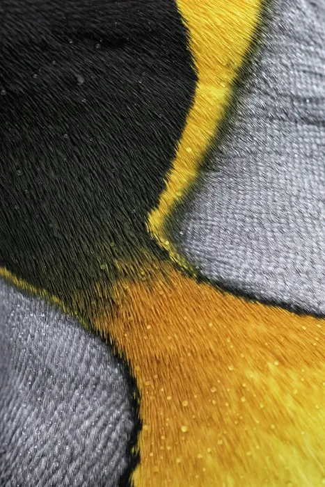 Framed Print : King penguin (Aptenodytes patagonicus) close up of skin colouration, Salisbury Plain, South Georgia Framed Print : King penguin (Aptenodytes patagonicus) close up of skin colouration, Salisbury Plain, South Georgia
