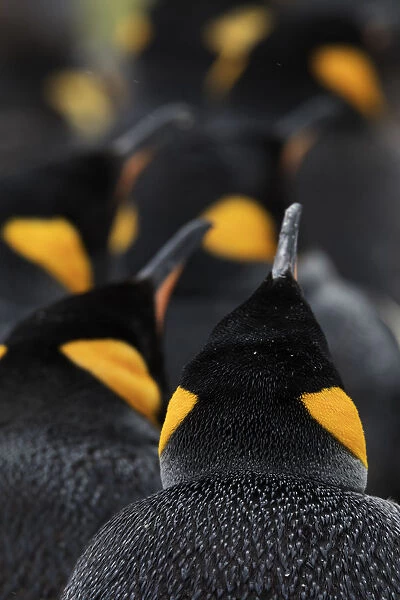 King penguin (Aptenodytes patagonicus) colony, Volunteer Point, East Falkland, Falkland Islands
