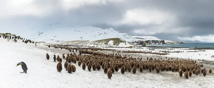 Framed Print : King penguin (Aptenodytes patagonicus) colony. Right Whale Bay, South Georgia Island Panoramic composite view Framed Print : King penguin (Aptenodytes patagonicus) colony. Right Whale Bay, South Georgia Island Panoramic composite view