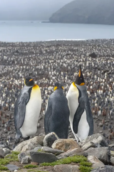 Framed Print : King Penguin (Aptenodytes patagonicus) colony at Salisbury Plain, South Georgia Framed Print : King Penguin (Aptenodytes patagonicus) colony at Salisbury Plain, South Georgia