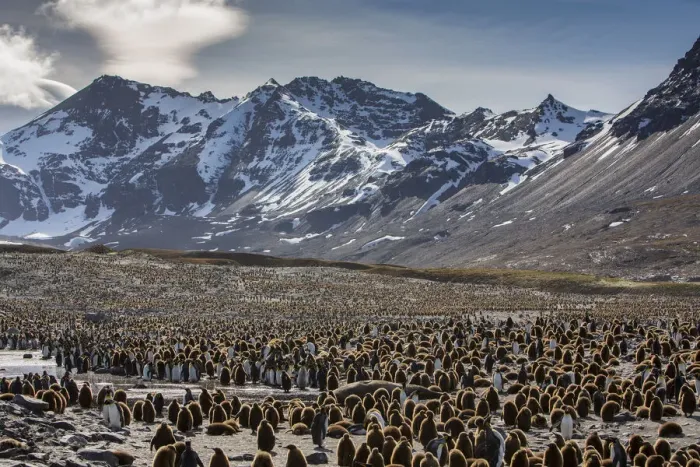 Framed Print : King penguin (Aptenodytes patagonicus) creche within breeding colony Framed Print : King penguin (Aptenodytes patagonicus) creche within breeding colony