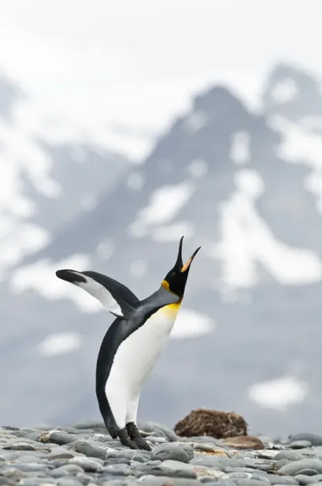 Framed Print : King Penguin (Aptenodytes patagonicus) displaying on the beach front. Salisbury Plain