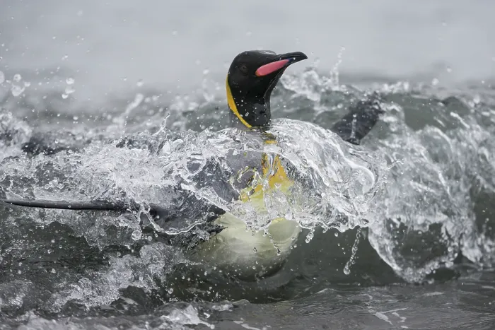 Framed Print : King penguin (Aptenodytes patagonicus) emerging from the sea,  Salisbury Plain, South Georgia, Atlantic Ocean