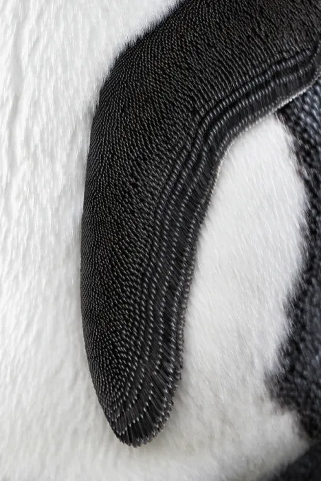 Framed Print : King penguin (Aptenodytes patagonicus) flipper detail, Fortuna Bay, South Georgia Framed Print : King penguin (Aptenodytes patagonicus) flipper detail, Fortuna Bay, South Georgia
