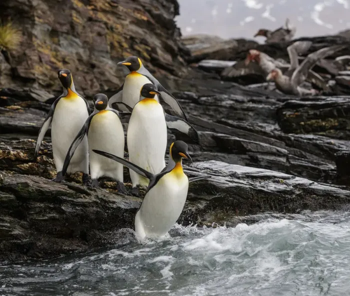 Framed Print : King penguin (Aptenodytes patagonicus) group on rocks, jumping into South Atlantic Framed Print : King penguin (Aptenodytes patagonicus) group on rocks, jumping into South Atlantic