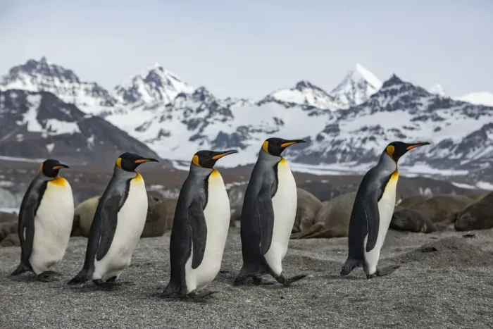 Framed Print : King penguin (Aptenodytes patagonicus) group walking past Southern elephant seal Framed Print : King penguin (Aptenodytes patagonicus) group walking past Southern elephant seal