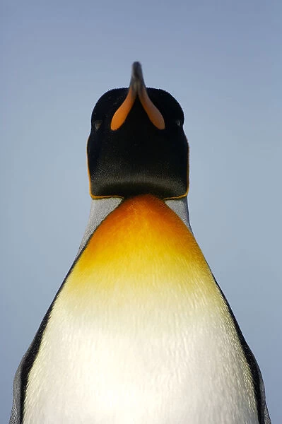 King penguin {Aptenodytes patagonicus} portrait, Falkland Islands