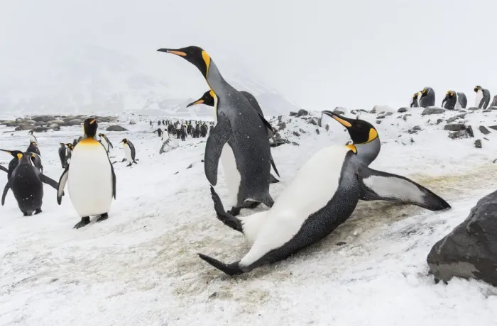 Framed Print : King penguin (Aptenodytes patagonicus) slipping and sliding on an icy slope Framed Print : King penguin (Aptenodytes patagonicus) slipping and sliding on an icy slope