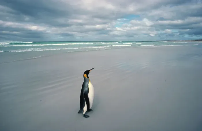 Framed Print : King penguin alone on beach {Aptenodytes patagoni} Falkland Islands Framed Print : King penguin alone on beach {Aptenodytes patagoni} Falkland Islands