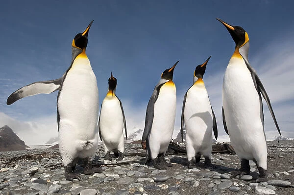 Five King Penguins (Aptenodytes patagonicus) standing together on the beach at Salisbury Plain