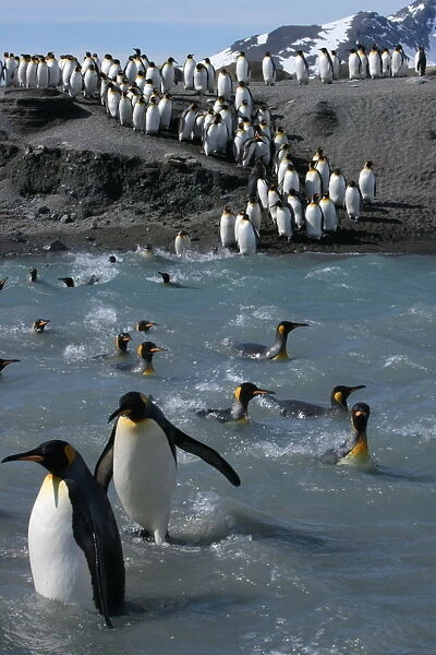 King penguins (Aptenodytes patagonicus) crossing water to reach breeding site, South Georgia