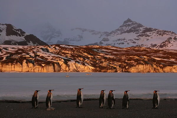 King penguins (Aptenodytes patagonicus) walk along beach, South Georgia