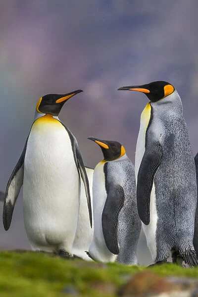 Three King penguins (Aptenodytes patagonicus) in light drizzle with a faint rainbow