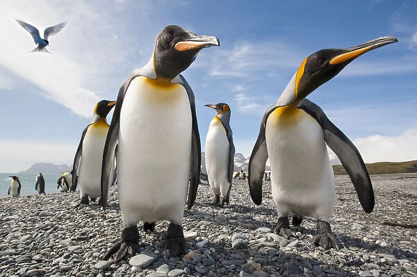 King penguins (Aptenodytes patagonicus) on the beach at Salisbury Plain