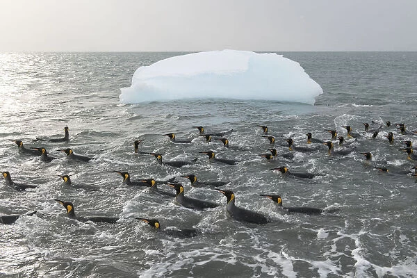 King penguins (Aptenodytes patagonicus) swimming in the surf to clean their plumage