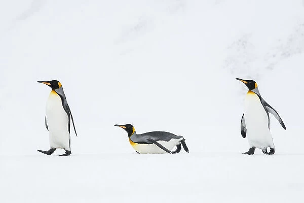 King penguins (Aptenodytes patagonicus) walking back to their breeding colony