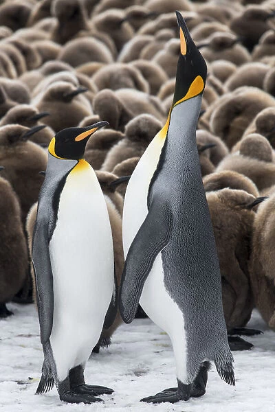 King penguins (Aptenodytes patagonicus) courtship display in front of a creche of chicks