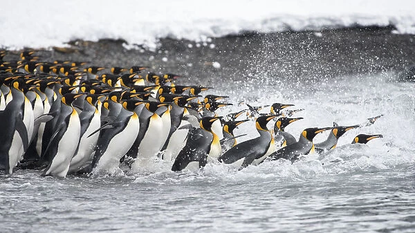 King penguins (Aptenodytes patagonicus) gather in a tight group, as they go to sea