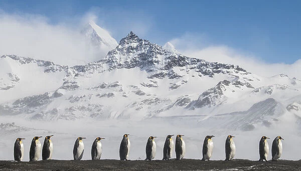 King penguins (Aptenodytes patagonicus) commute to their breeding colony in single file