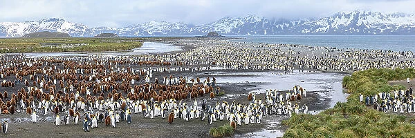 King penguins (Aptenodytes patagonicus) breeding colony with adults and juveniles, snowy mountains in background. Salisbury Plain, South Georgia. November 2018