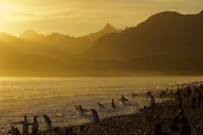 Framed Print : King Penguins (Aptenodytes patagonicus) on beach at sunrise, South Georgia Island, March