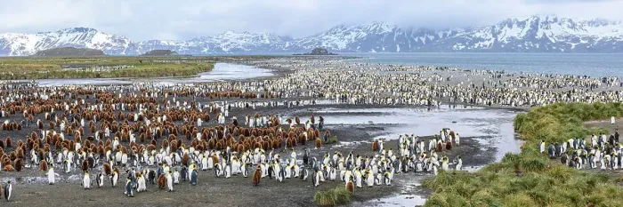 Framed Print : King penguins (Aptenodytes patagonicus) breeding colony with adults and juveniles, snowy mountains in background. Salisbury Plain, South Georgia. November 2018